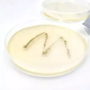 STEAM set - I am a detective